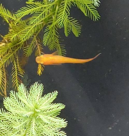 Oranje Japanse rijstvis, Medaka, mini-koi, volwassen en jong, Vis, Zoetwatervis, Schoolvis