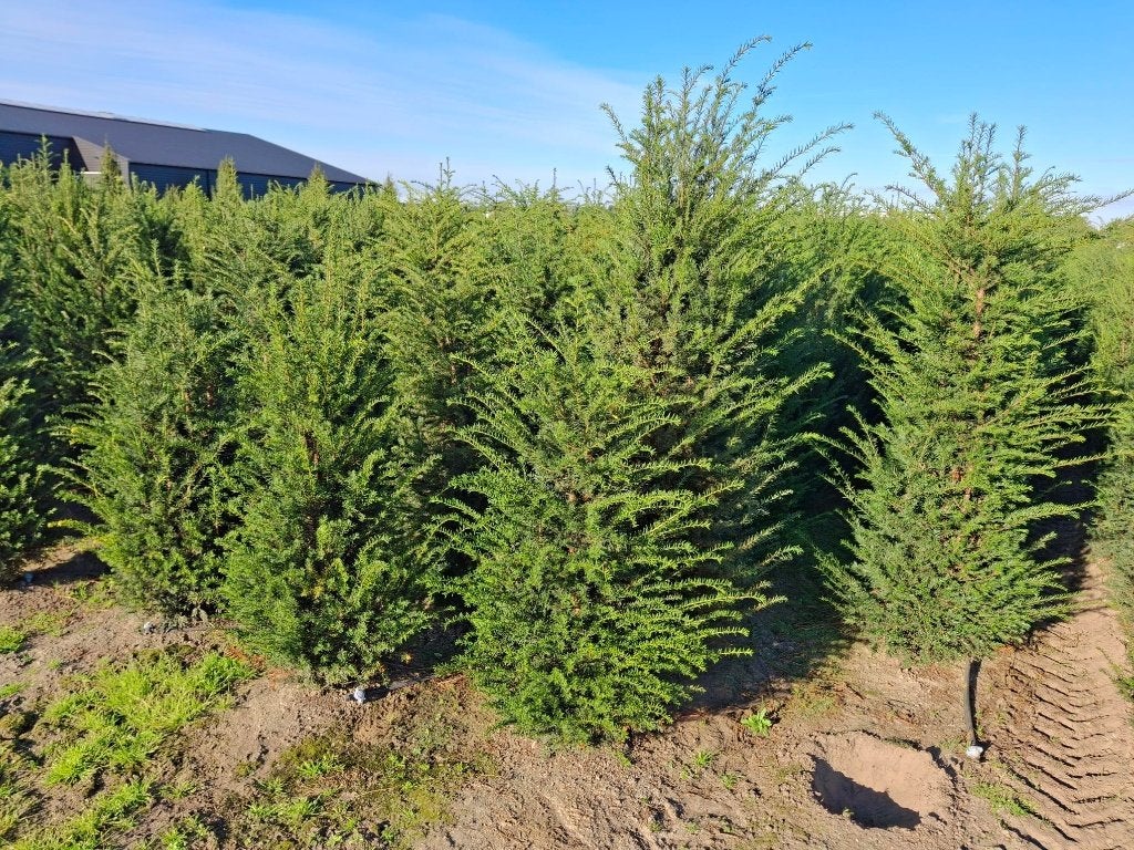 Taxus Baccata, Ophalen, Taxus, Haag, 100 tot 250 cm