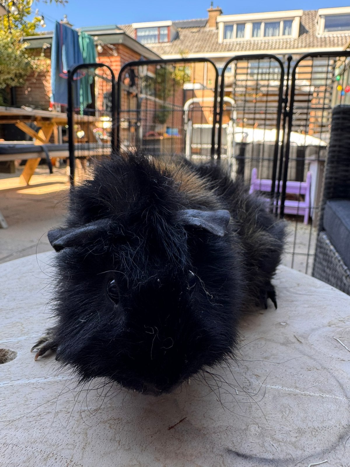 Stoere cavia zoekt een huisje, Dieren en Toebehoren, Juni, Mannelijk, Cavia