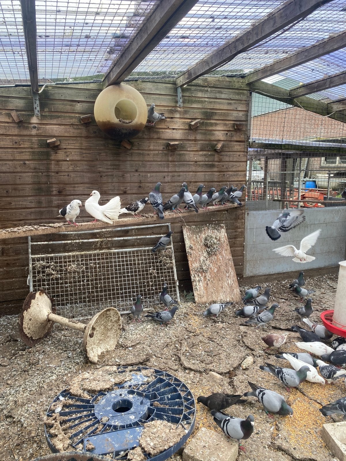 Te koop, postduiven, Meerdere dieren