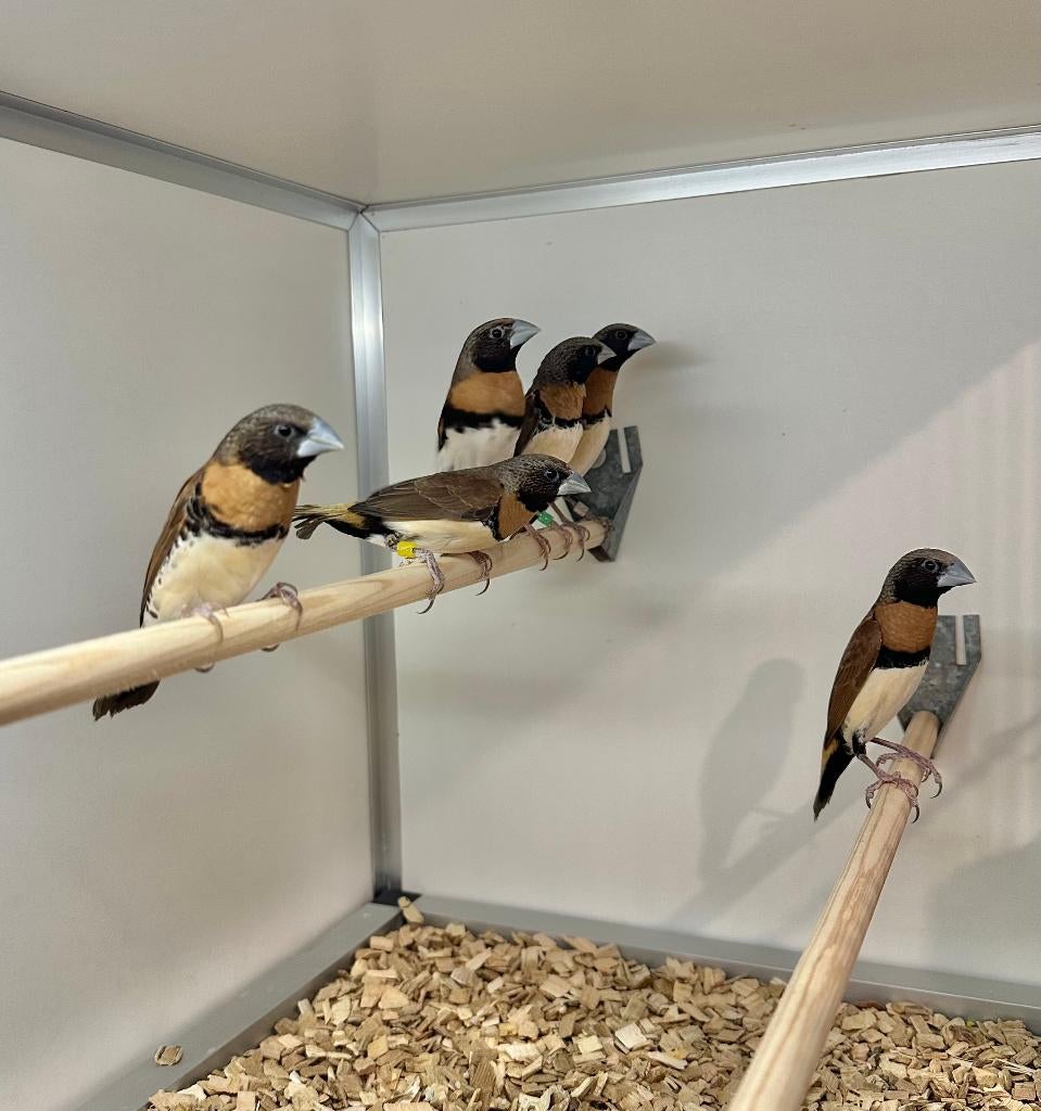 Bruinborst rietvinken wildkleur, Dieren en Toebehoren, Meerdere dieren
