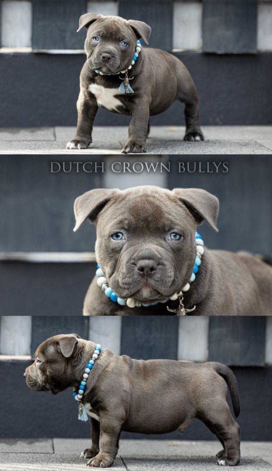 American pocket bully puppy 14 weken, Overige rassen, 8 tot 15 weken, CDV (hondenziekte), Meerdere dieren