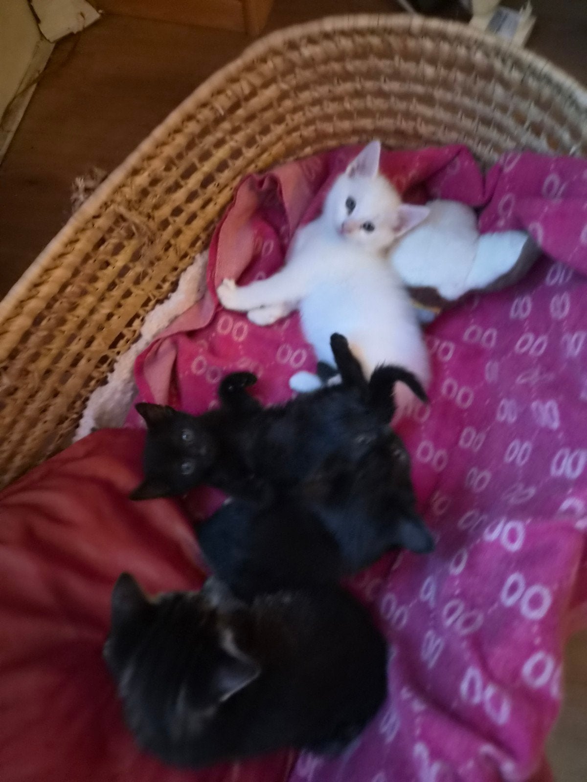 Lieve kittens op zoek naar een nieuw huis!, Dieren en Toebehoren