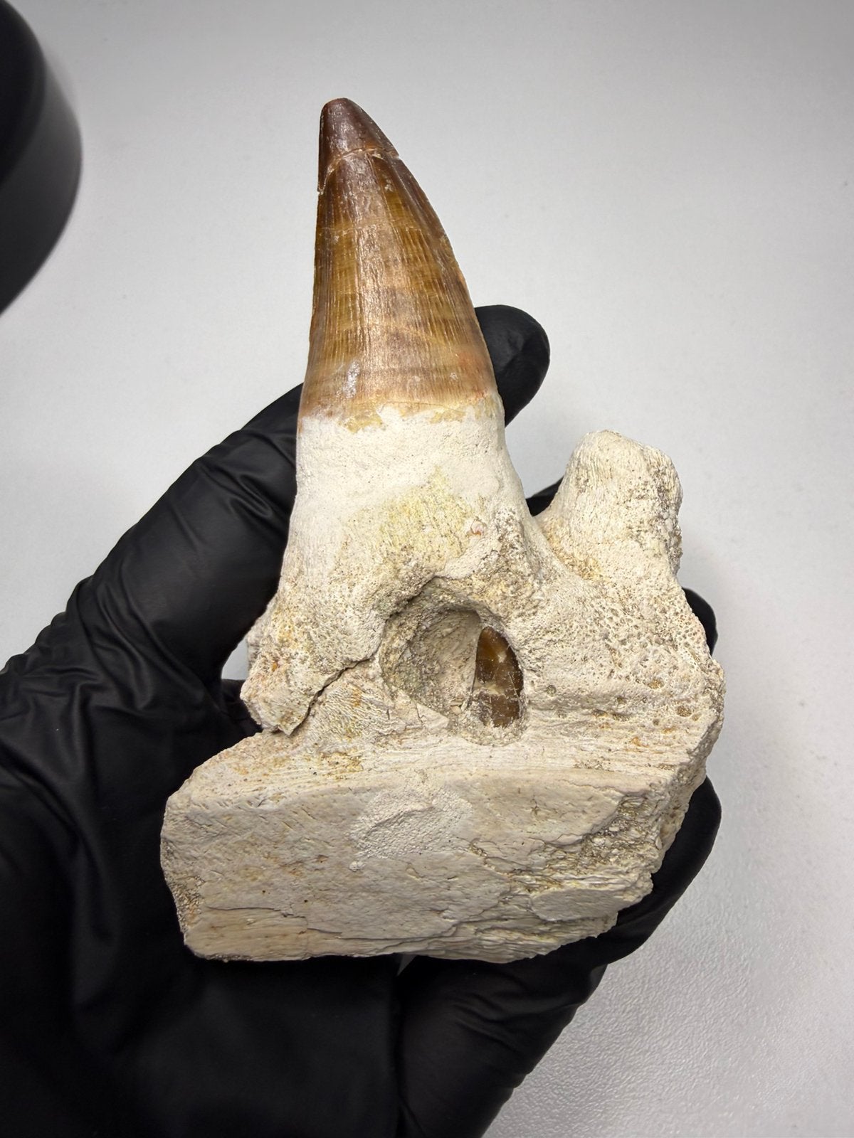 Mosasaurus kaak fragment met 2 tanden - dinosauruz fossiel, Ophalen of Verzenden, Fossiel