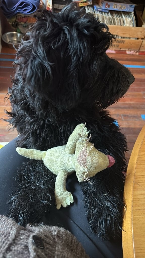 Labradoodle  X Australian Goldendoodle /Double Doodle, Reu, CDV (hondenziekte), 8 tot 15 weken, Eén hond