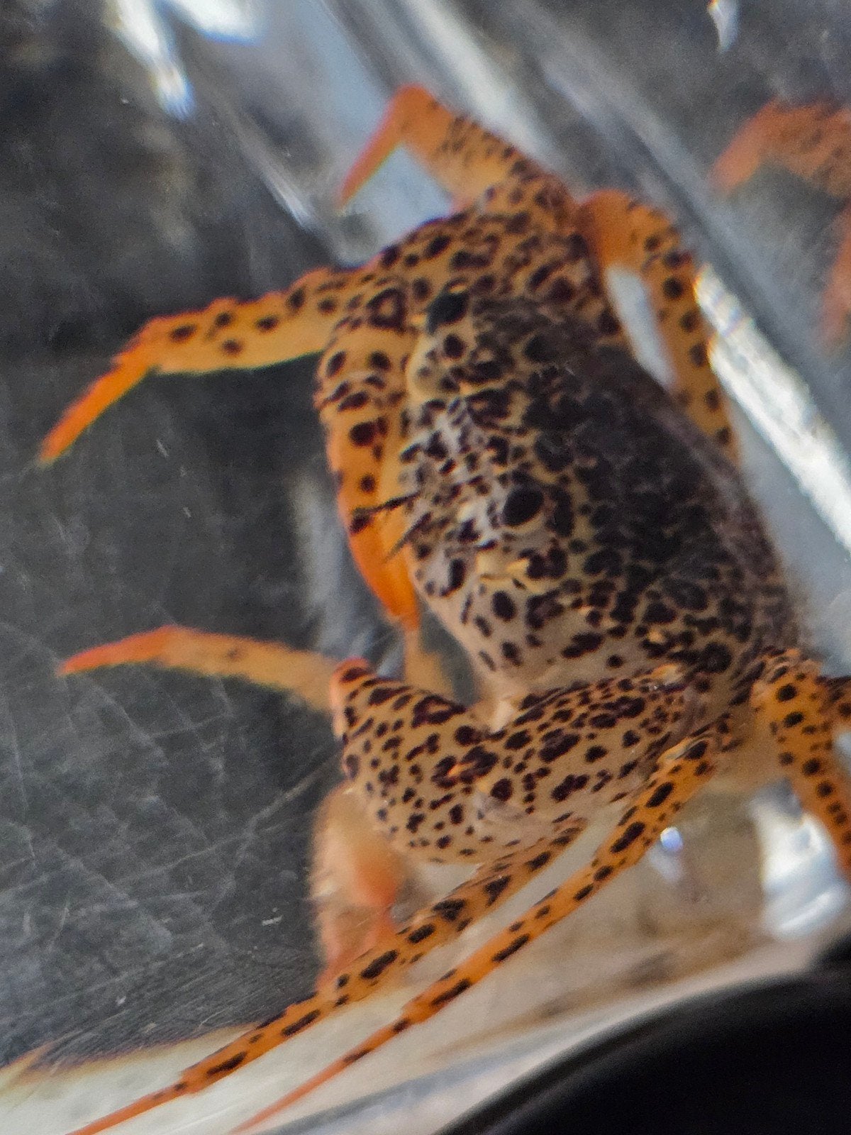 Ophalen: Mooi Panterkrabje: Parathelphusa pantherina, Kreeft, Krab of Garnaal, Zoetwatervis