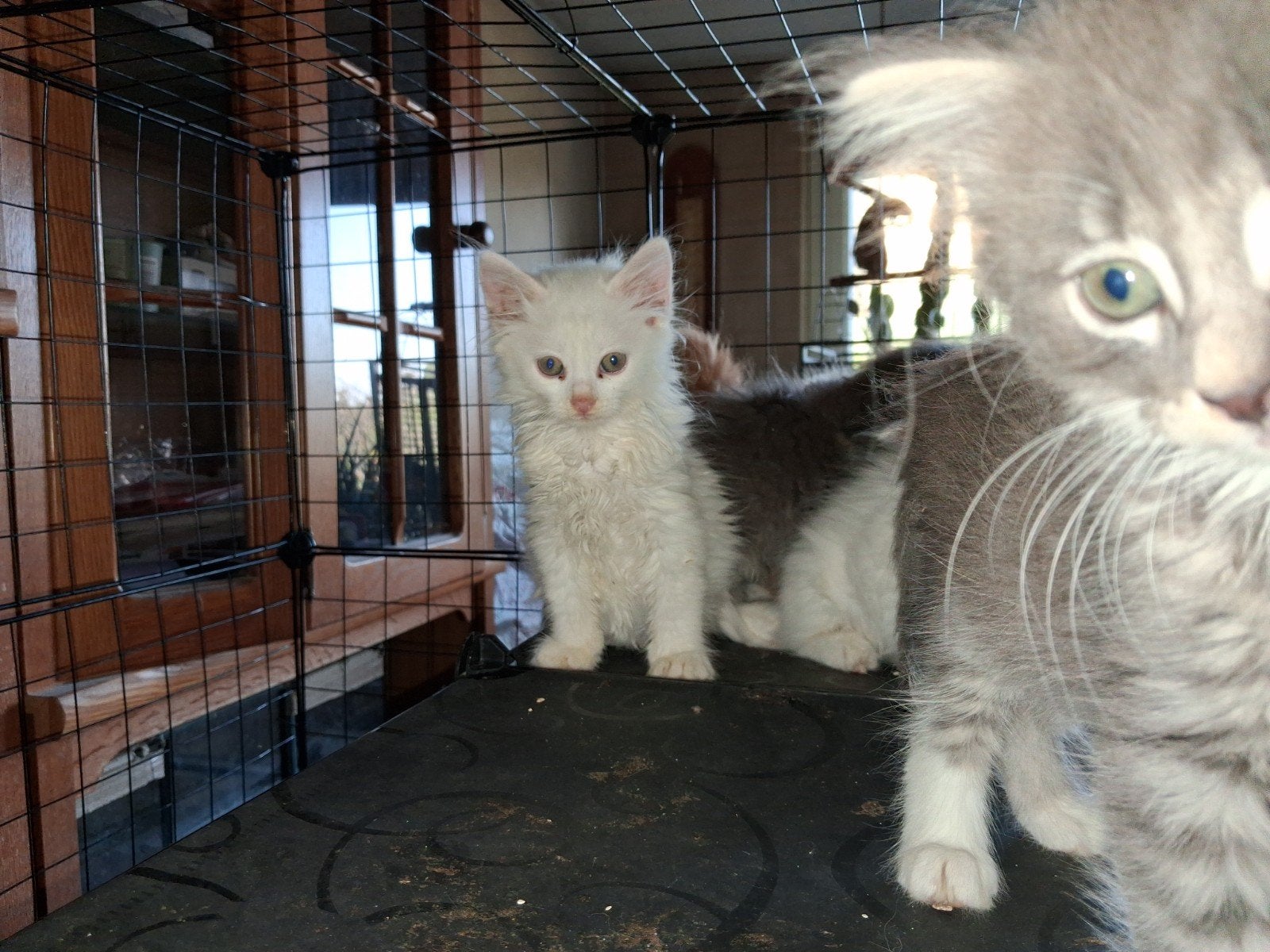 Te koop nog 2 raszuivere witte turkse angora poesjes, Meerdere dieren, Ontwormd