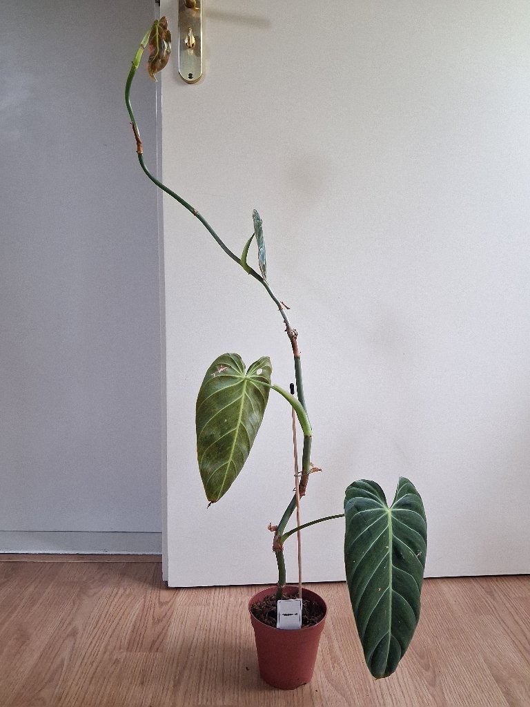 Philodendron Melanochrysum - Philodendron H: 90 cm., Ophalen, Overige soorten, Halfschaduw, Minder dan 100 cm