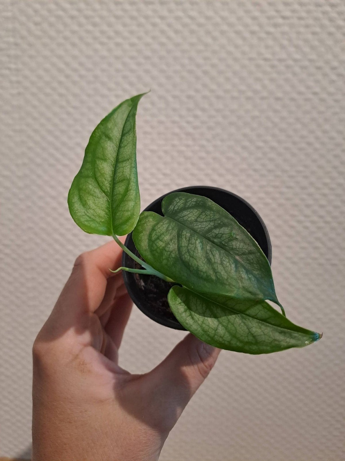 Monstera Siltepecana stekken, Huis en Inrichting, Ophalen of Verzenden, Halfschaduw, Minder dan 100 cm
