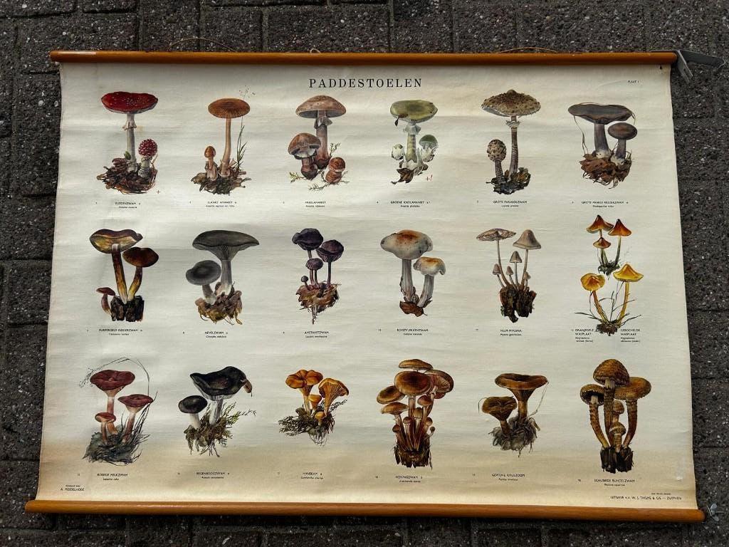 Paddenstoelen (met vliegenzwam), Antiek en Kunst, Antiek | Schoolplaten, Ophalen of Verzenden, Aardrijkskunde