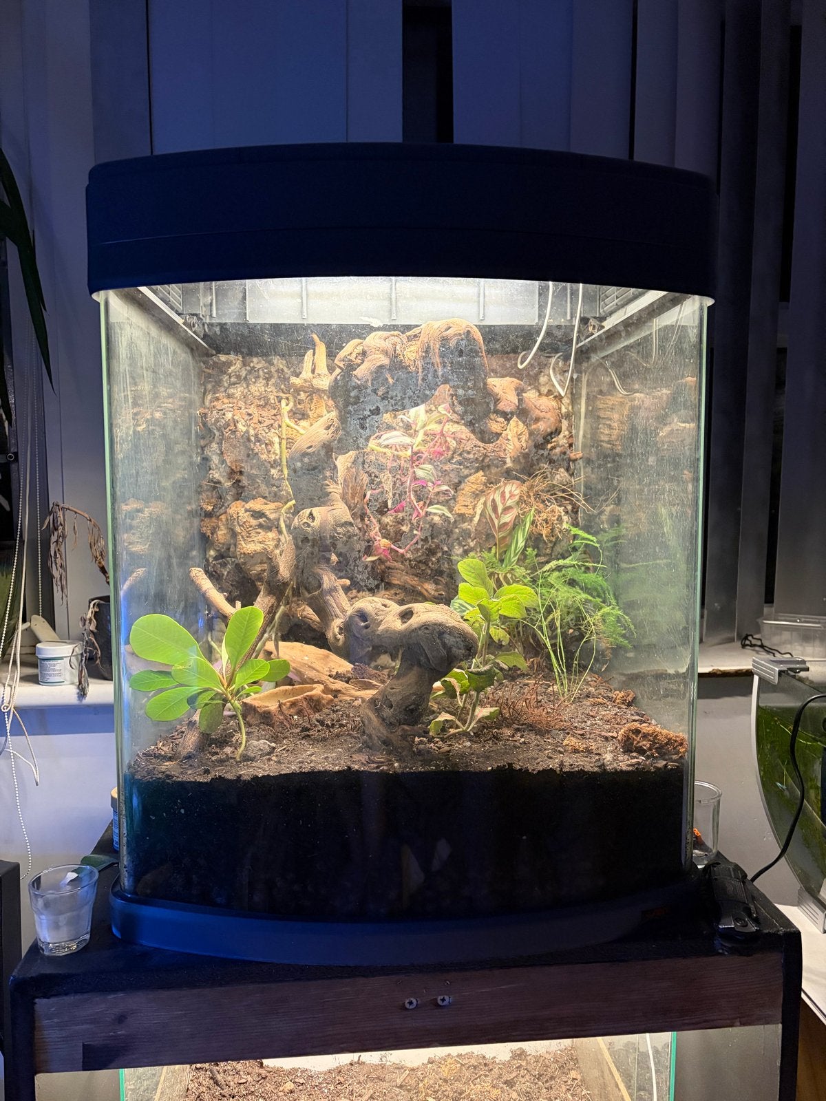 Wimper gekko met bio actief terrarium Crested Gecko photo 4