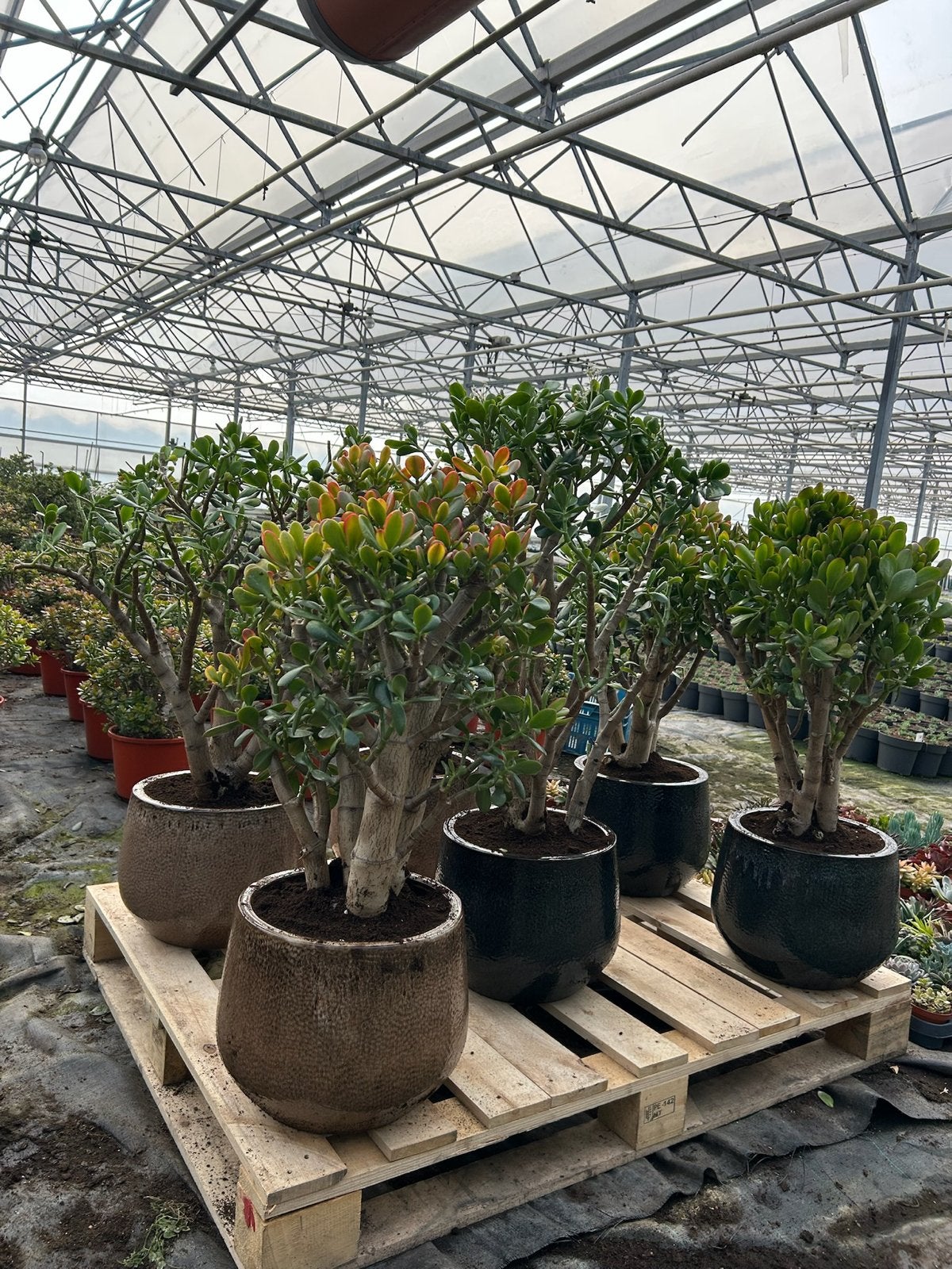 Vetplanten Crassula Horntree - Klein en Groot, Volle zon, Vaste plant, Bloeit niet, Ophalen