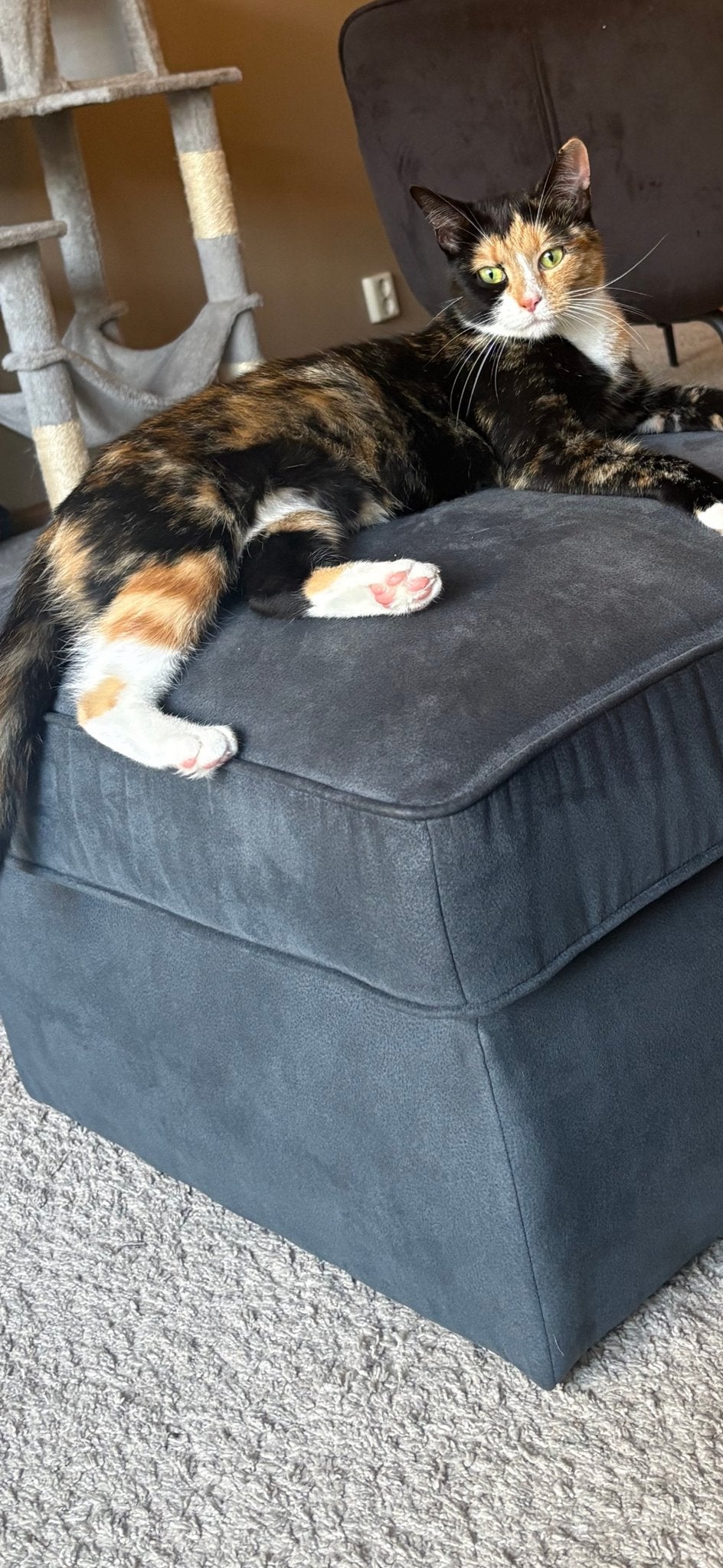 Mooie jonge poes, Dieren en Toebehoren, Poes, Kortharig, 0 tot 2 jaar