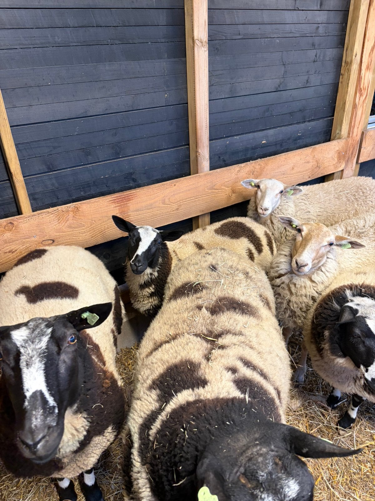 4 bonte ooien, Dieren en Toebehoren, Vrouwelijk, Schaap