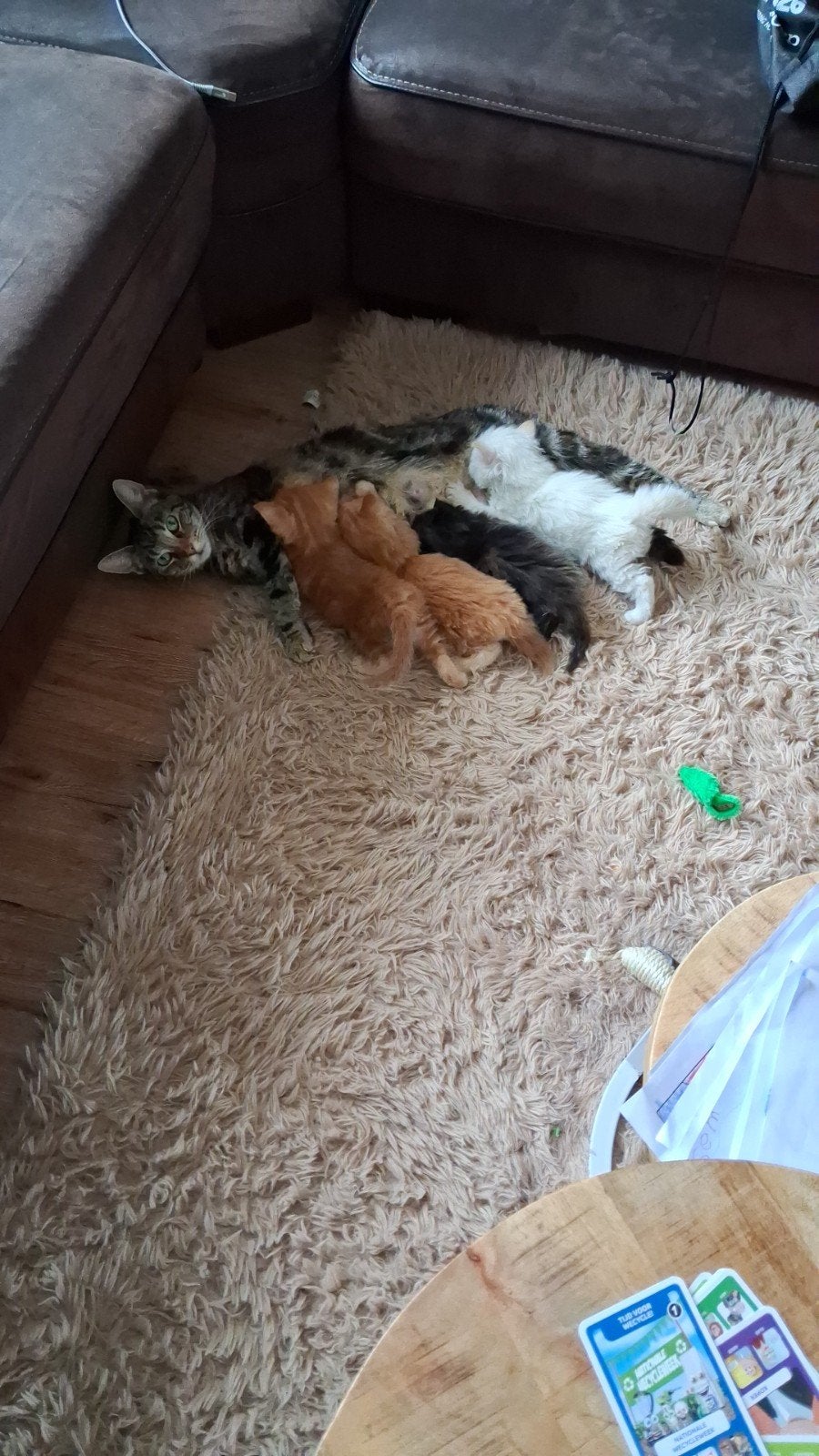 aanhankelijke sociale kittens, zwarte kater nog beschikbaar, Meerdere dieren