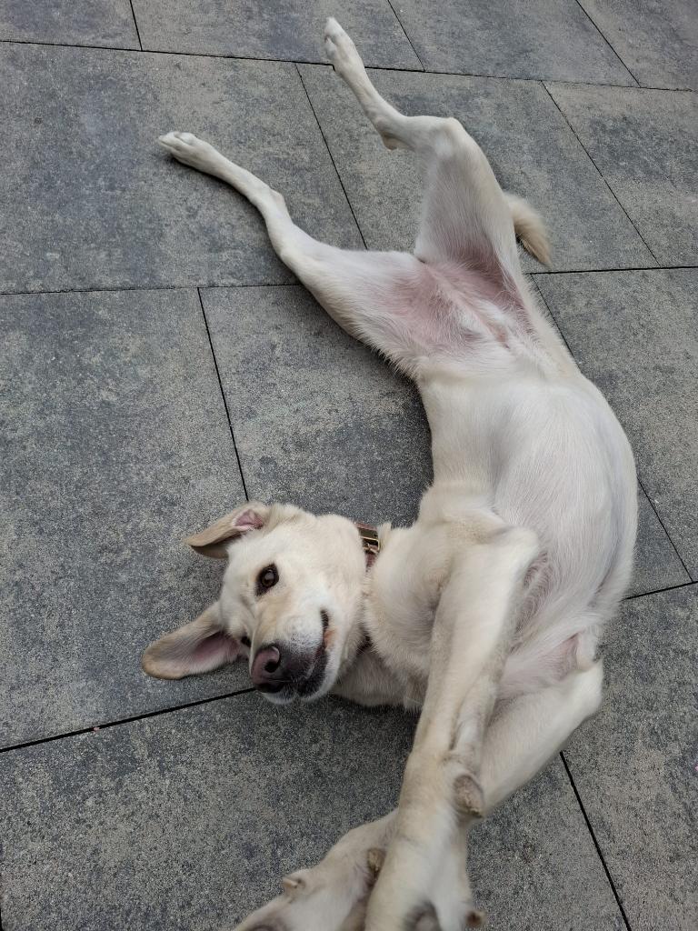 Prachtige dame van 3,5 jaar oud Labrador-mix, Dieren en Toebehoren, Honden | Niet-rashonden, Teef, Parvo, Eén hond, Nederland