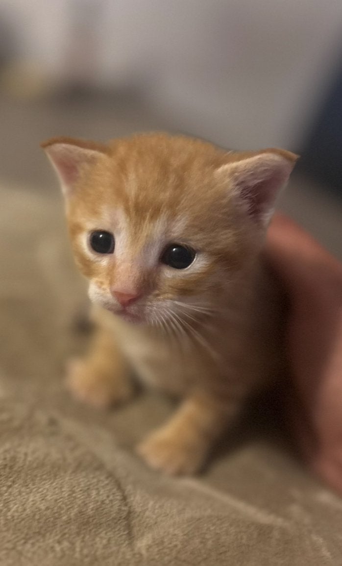 Schattige kittens 20/08/2026, Dieren en Toebehoren, Meerdere dieren