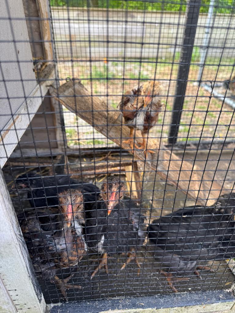Barnevelder kuikens, Dieren en Toebehoren, Meerdere dieren, Kip