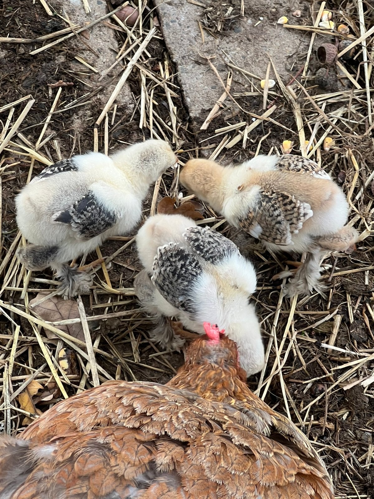 Brahma groot, Meerdere dieren, Kip