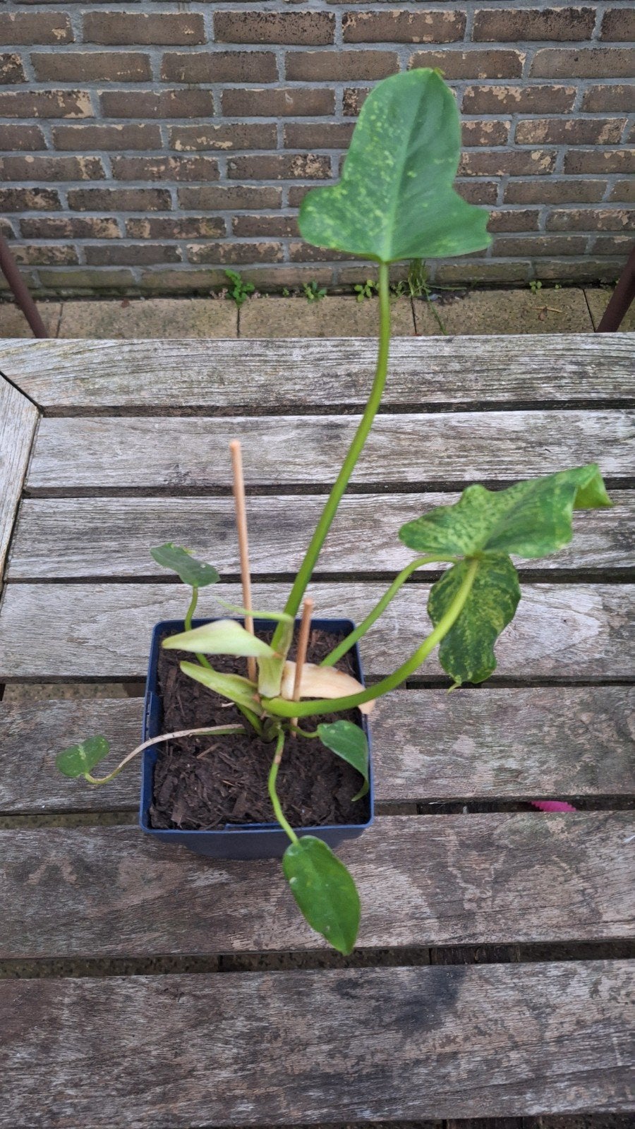 philodendron dragontail, Huis en Inrichting, Ophalen of Verzenden, Halfschaduw, Minder dan 100 cm