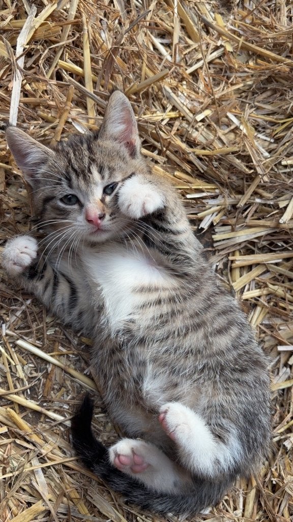 Boerderij kittens te koop, Meerdere dieren, Kortharig, 0 tot 2 jaar