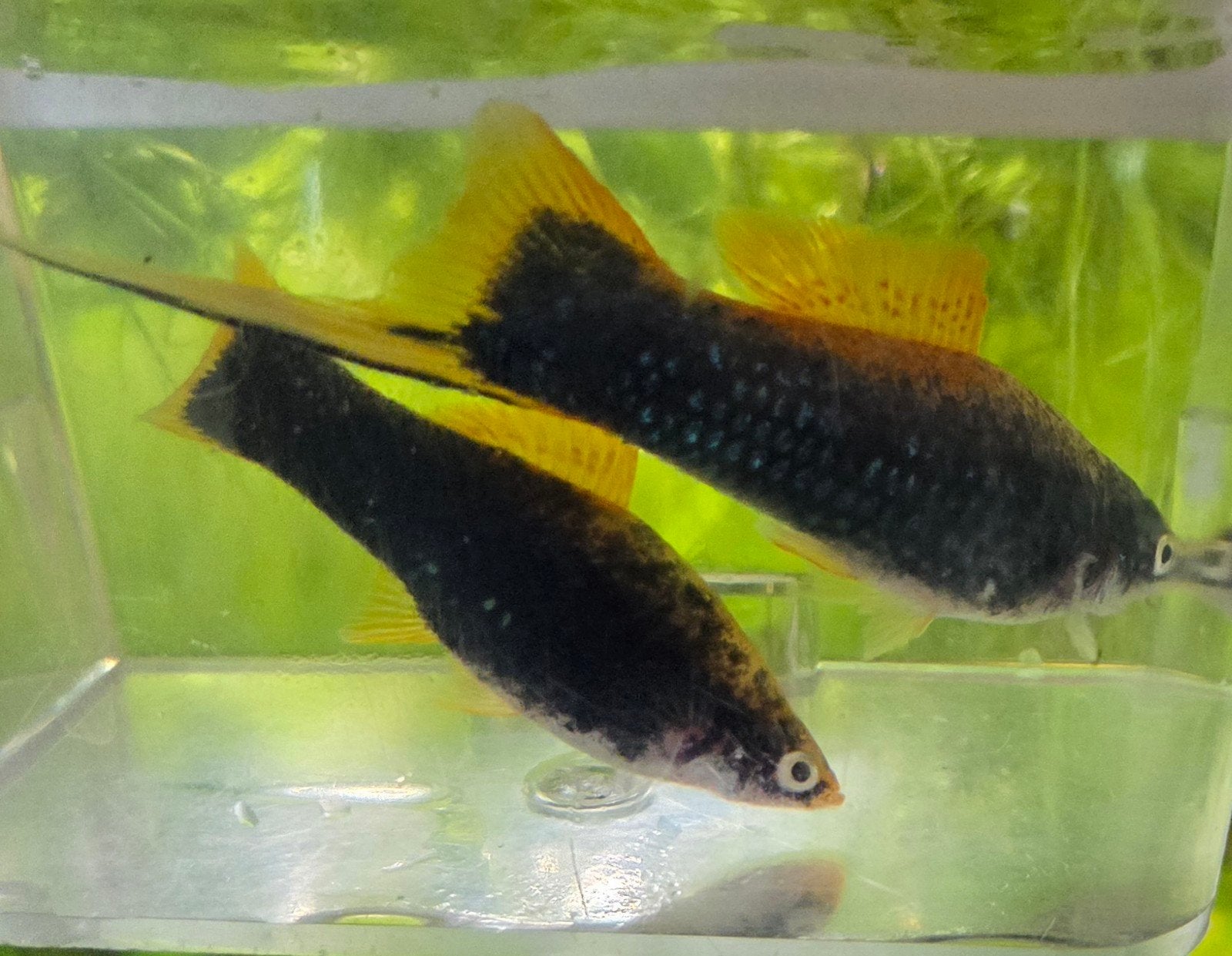 zwaarddragers trio 1x man 2x vrouw xiphophorus helleri, Vis
