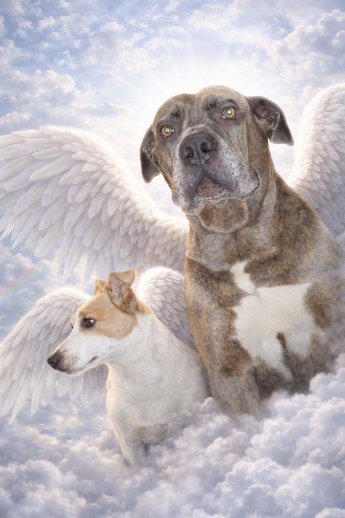 GOUDEN MANDJE AANGEBODEN! Herplaatser gezocht!, Dieren en Toebehoren, 6 jaar of ouder, Jack Russell Terriër, CDV (hondenziekte)
