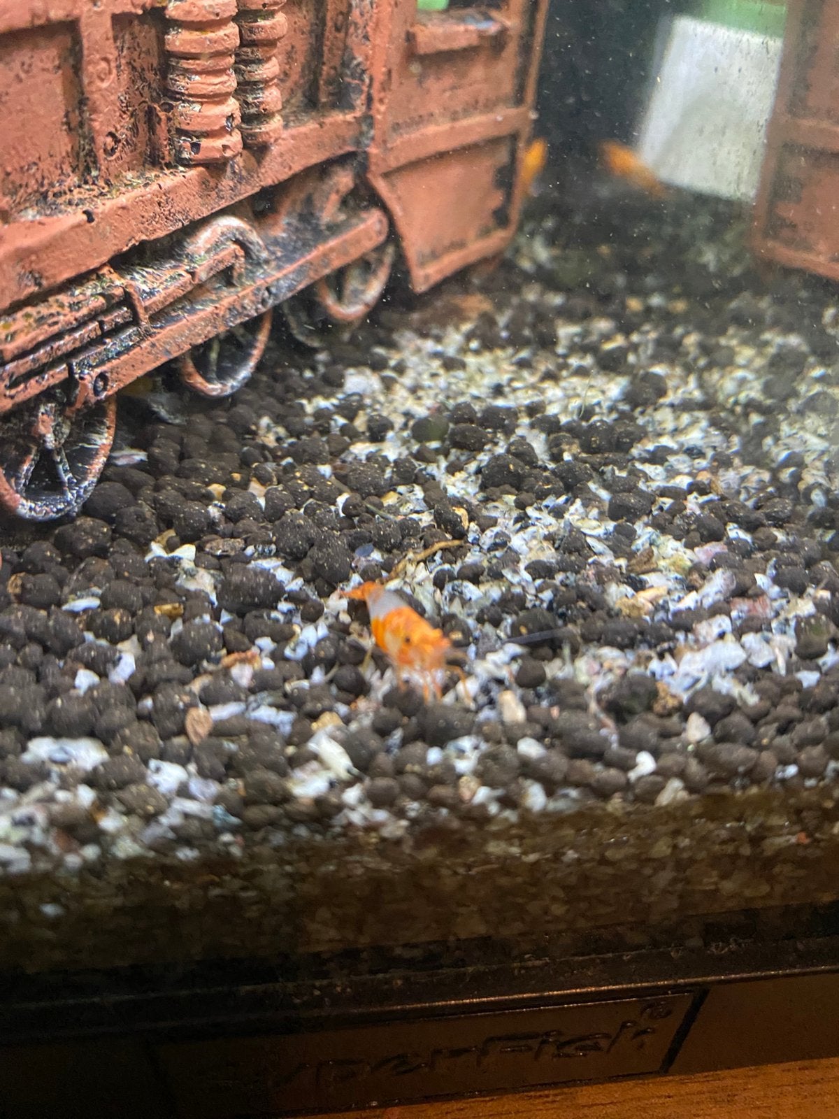 Orange Rili garnalen, Kreeft, Krab of Garnaal