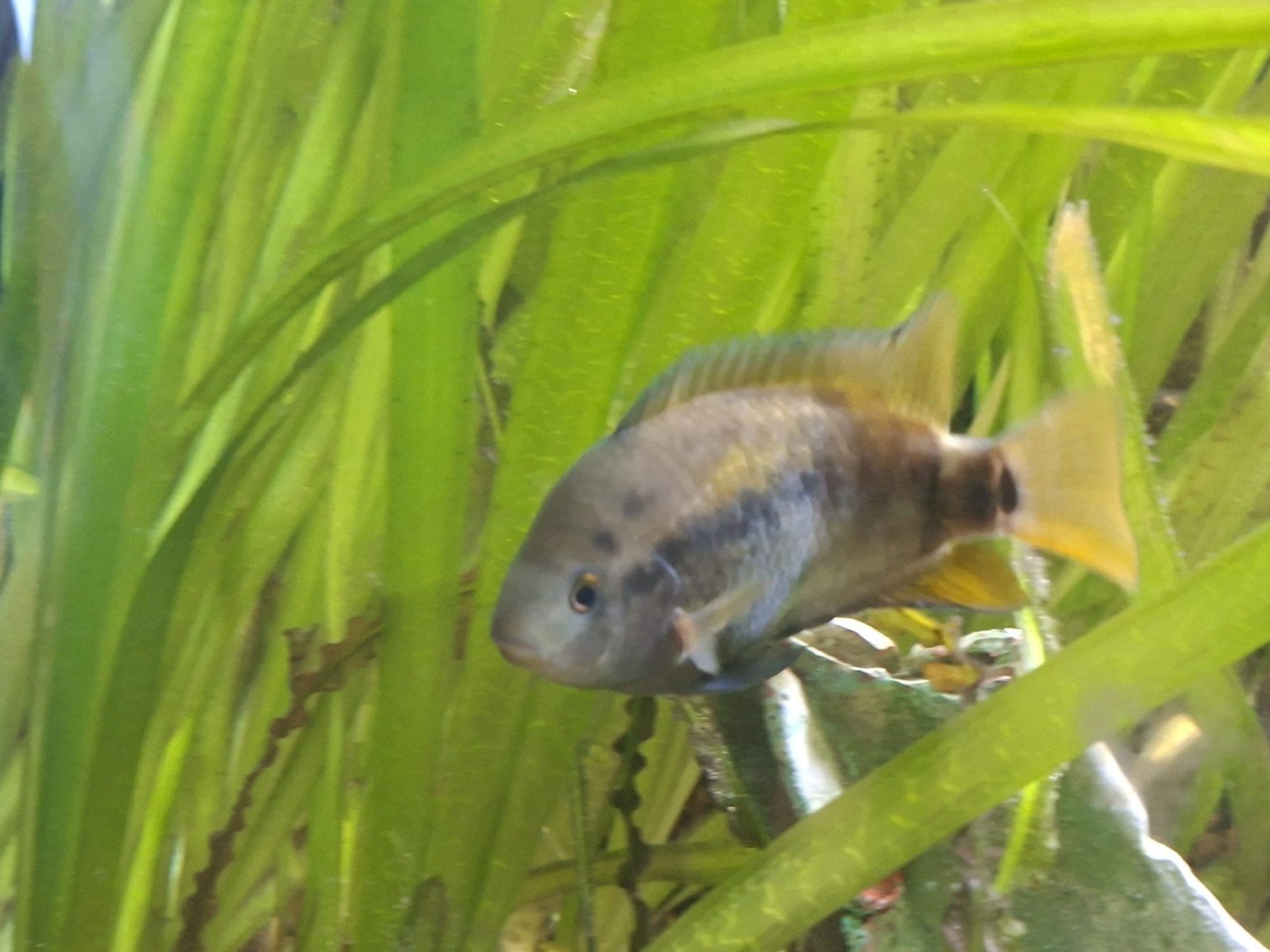 Regenboog cichlide, Dieren en Toebehoren, Vis