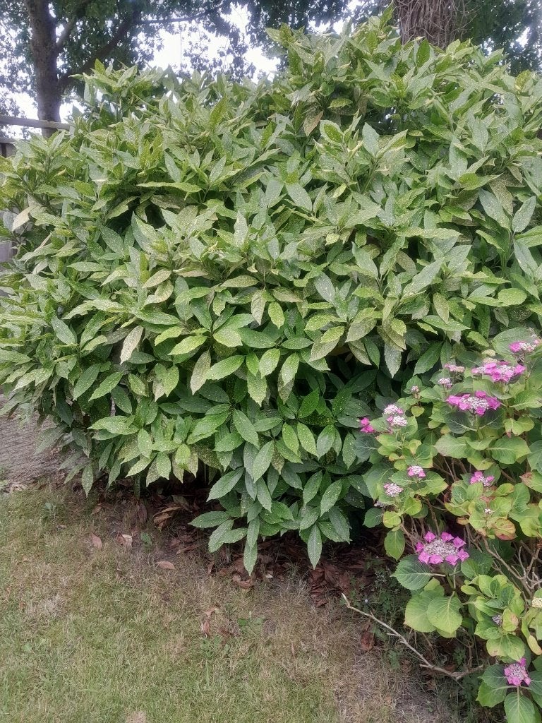 Heester Japanse Broodboom, Tuin en Terras, Planten | Tuinplanten, Vaste plant, Bloeit niet, Halfschaduw, Ophalen