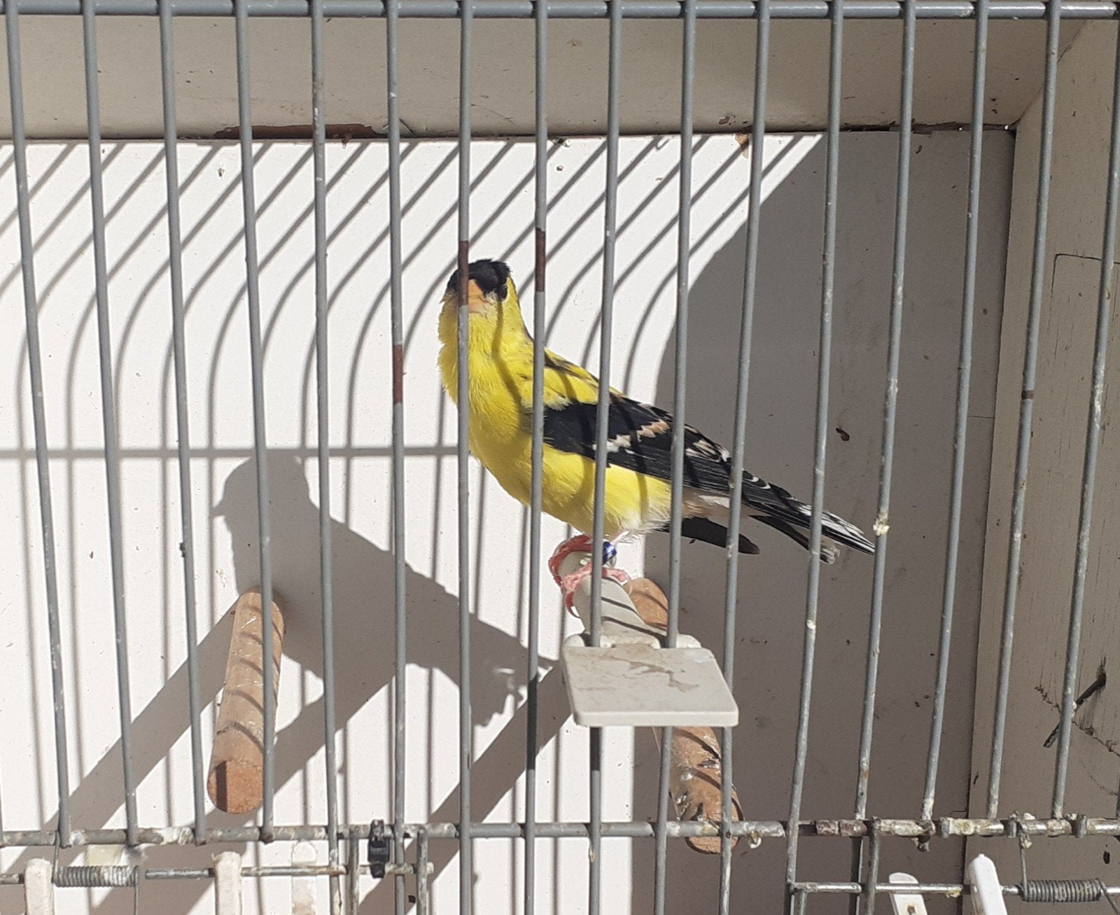 Treursijs koppel, Dieren en Toebehoren, Vogels | Overige Vogels, Meerdere dieren