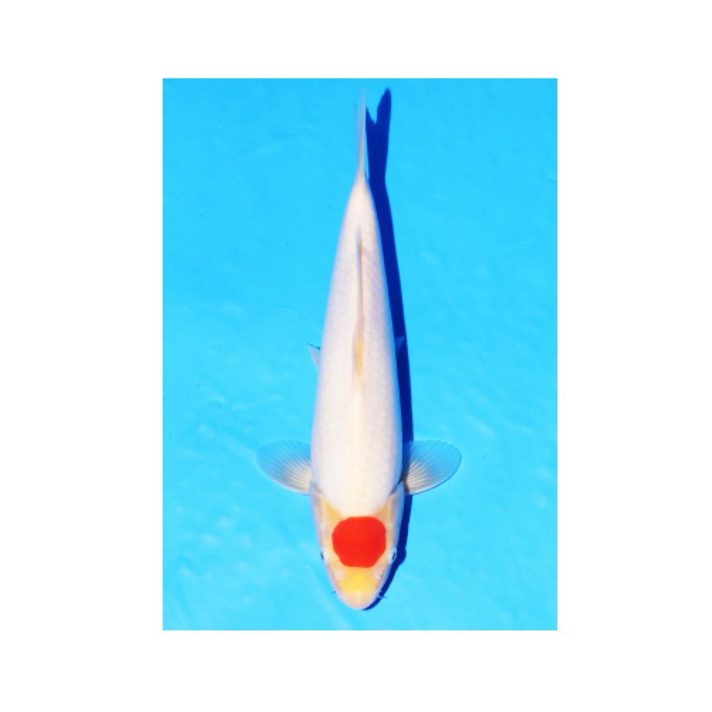 Tancho Kohaku OYA koifarm vijverfilter , vijverpomp uvc enz, Karper of Koi