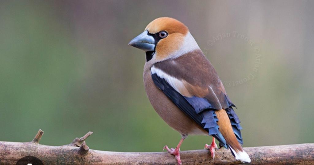 Appelvinken., Meerdere dieren