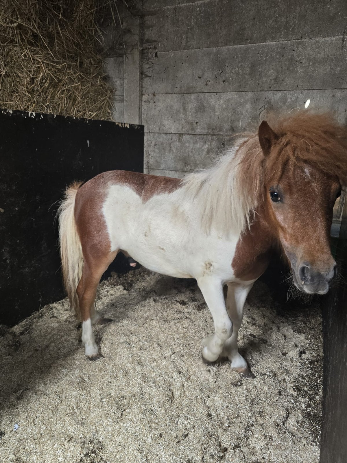 Shetland hengst 1 jaar, Dieren en Toebehoren, Overige Dieren, Mannelijk, Juni