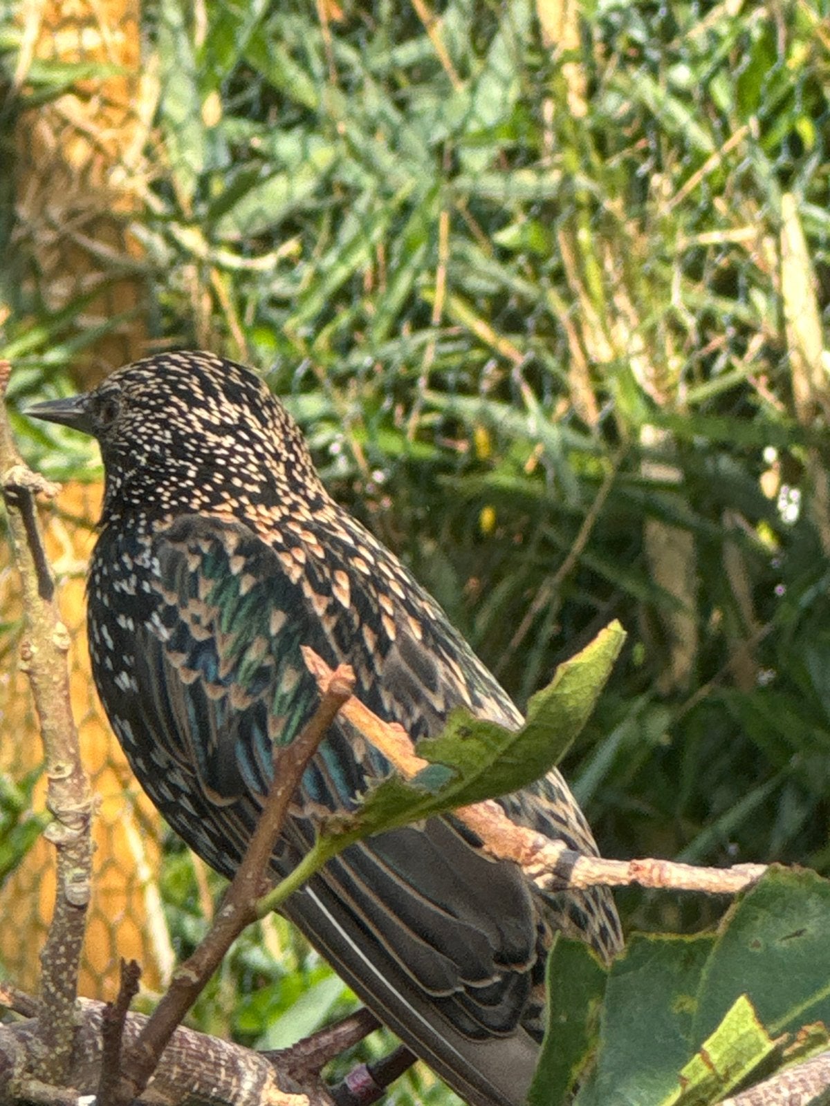 Koppel europese spreeuwen te koop, Dieren en Toebehoren, Vogels | Overige Vogels, Meerdere dieren, Wildzangvogel