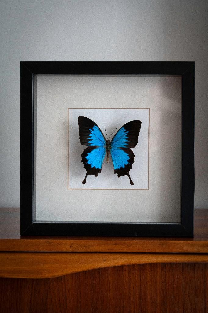 Butterflies, Ophalen of Verzenden
