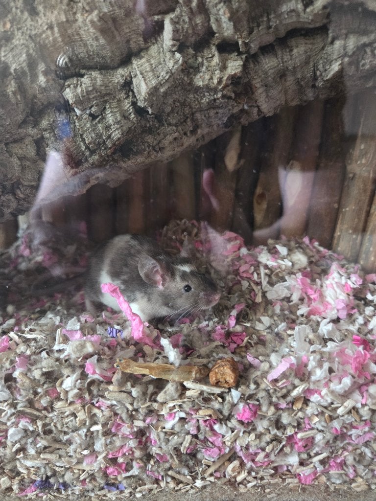 Mannelijke muis, April, Muis, Mannelijk, Tam