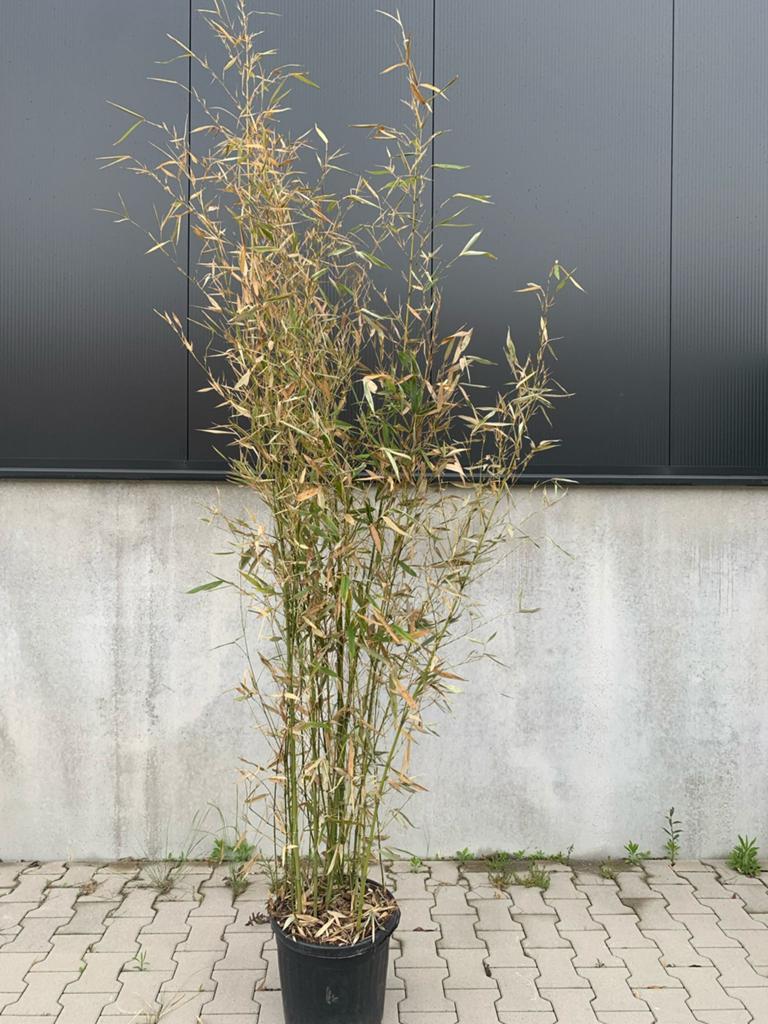 Bamboe Planten, Tuin en Terras, Planten | Bomen, Bloeit niet, Halfschaduw, Overige soorten, 100 tot 250 cm