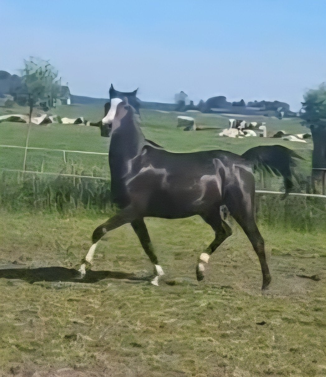 Mooie nrps merrie, Dieren en Toebehoren, Paarden, Merrie, Minder dan 160 cm, Springpaard, 3 tot 6 jaar
