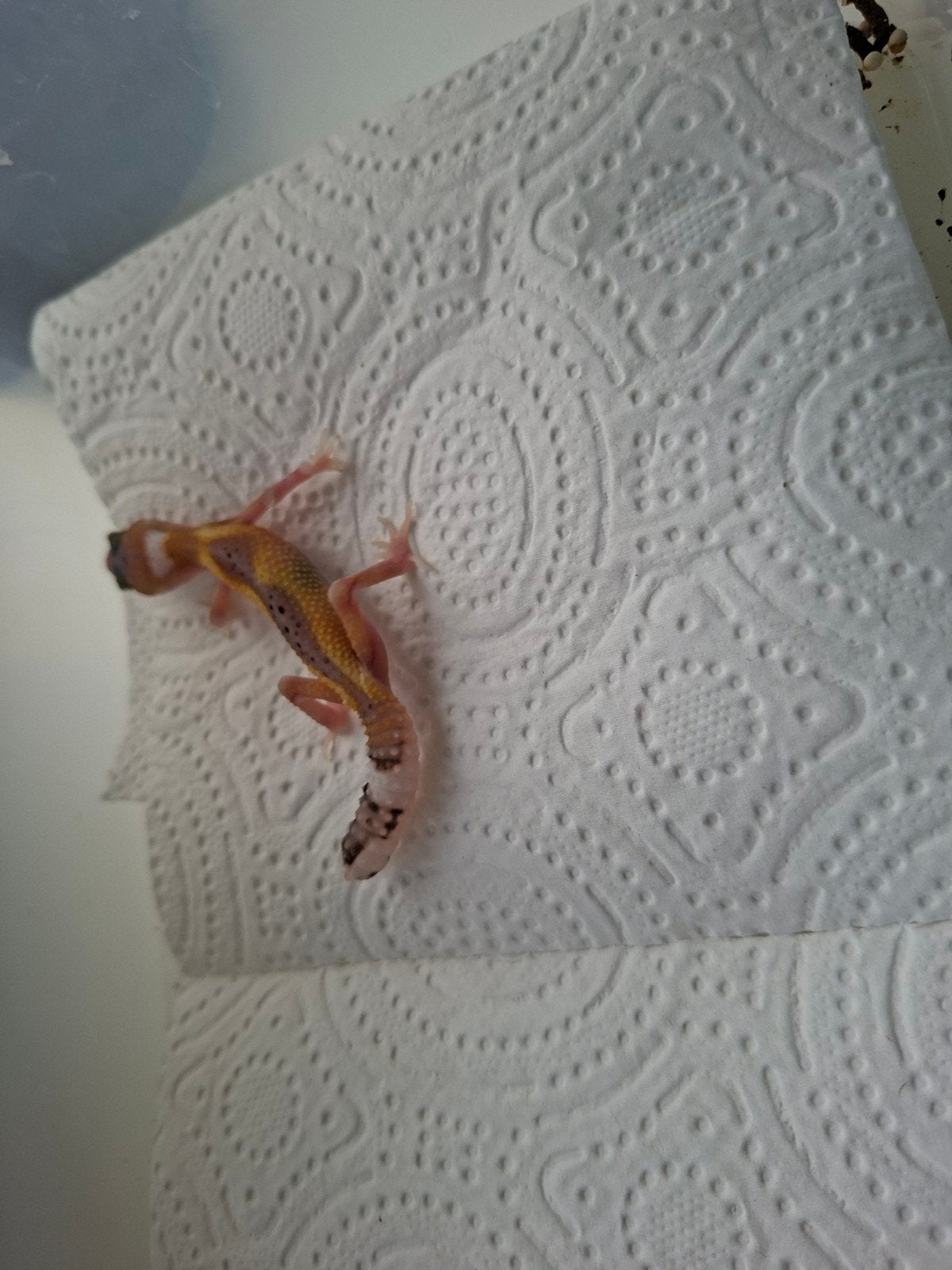 jonge luipaardgekko Leopard Gecko - unknown for sale from j.maurits