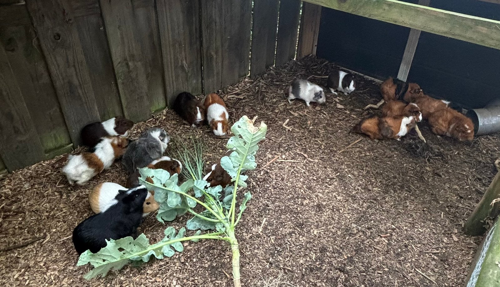 Tamme cavia’s, Vrouwelijk, Overige soorten