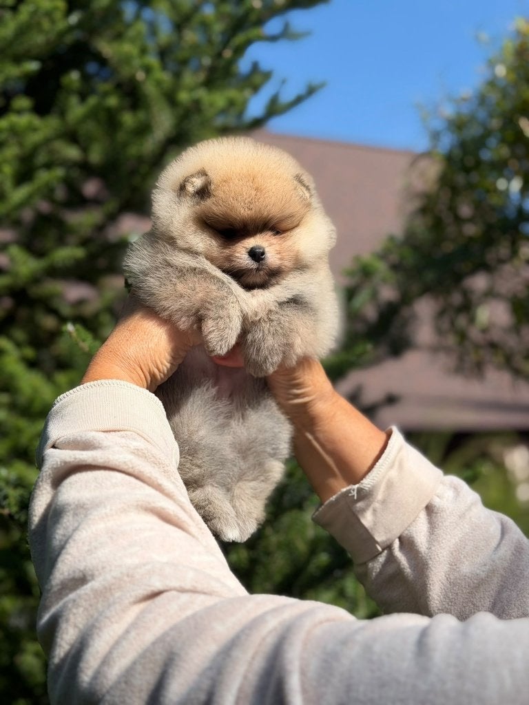 Pomeriaan pup teefje Orange Sable – Bear type, Dieren en Toebehoren, Nederland, Keeshond, 8 tot 15 weken, Teef