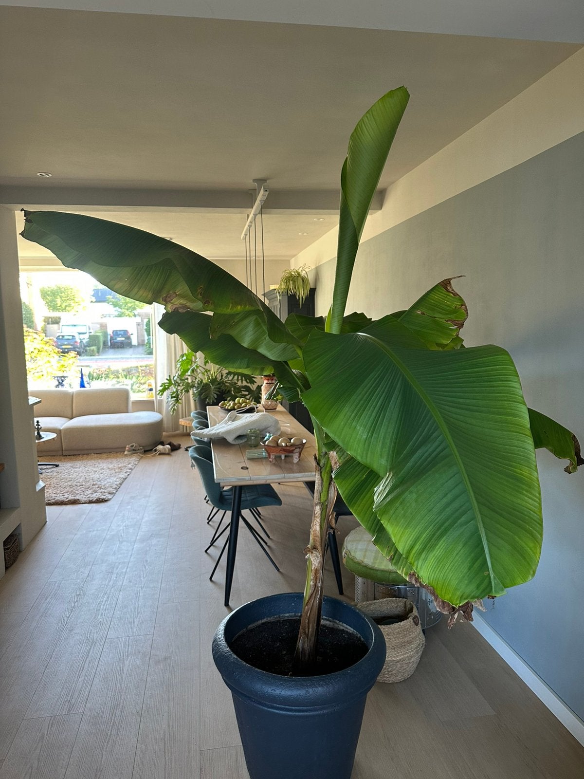 Grote bananenplant van 1.60m hoog, Ophalen, Overige soorten, 150 tot 200 cm, Volle zon