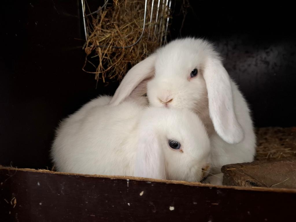 Mooie jonge konijntjes in verschillende kleuren, Dieren en Toebehoren, Meerdere dieren, Dwerg