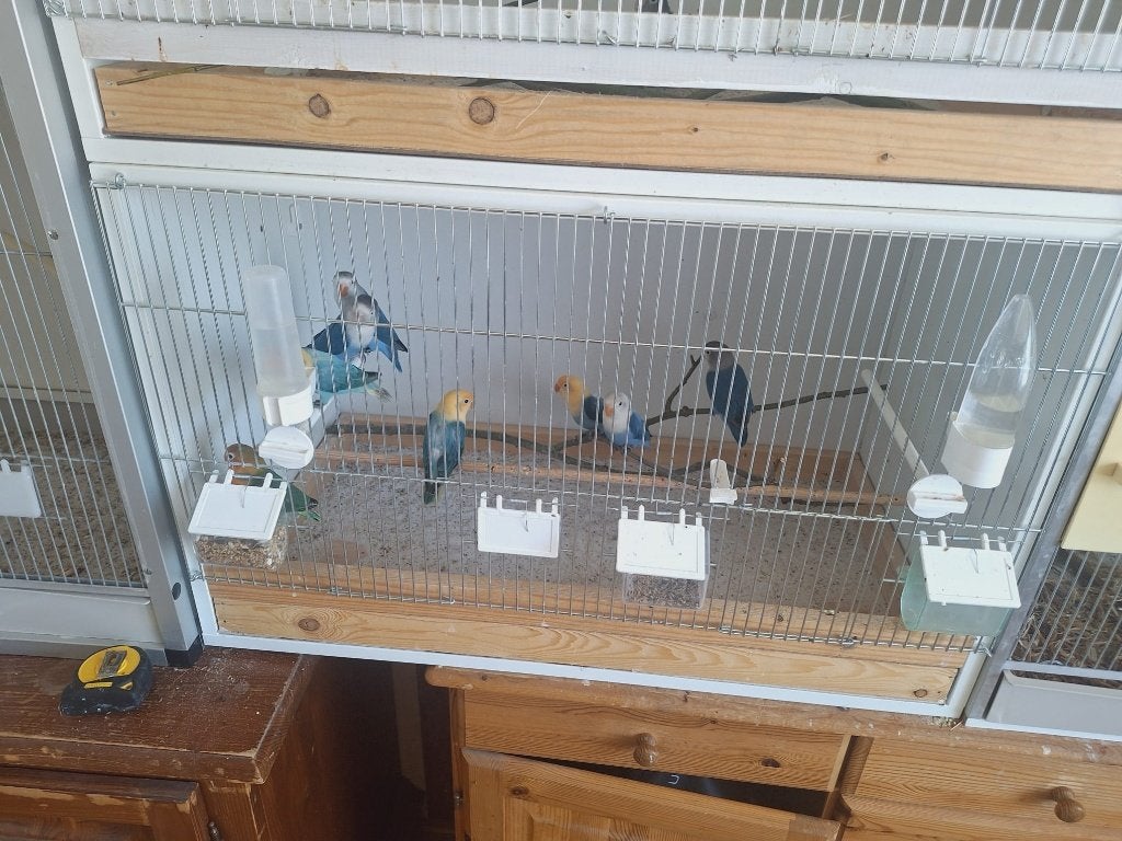 agaporniden, Meerdere dieren, Parkiet