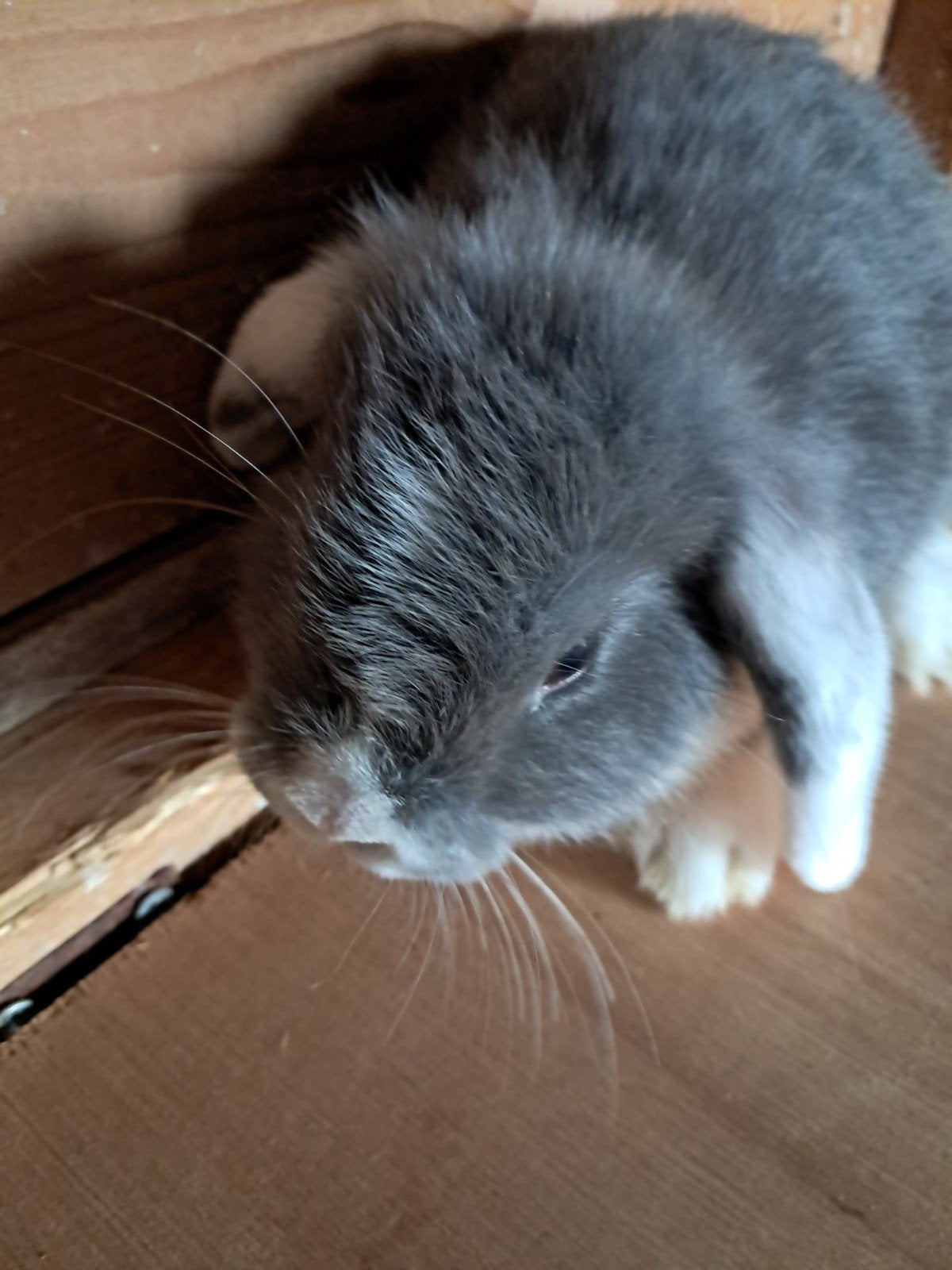 Jonge hangoorkonijntjes te koop, Dieren en Toebehoren, Konijnen, Meerdere dieren, Klein, Hangoor