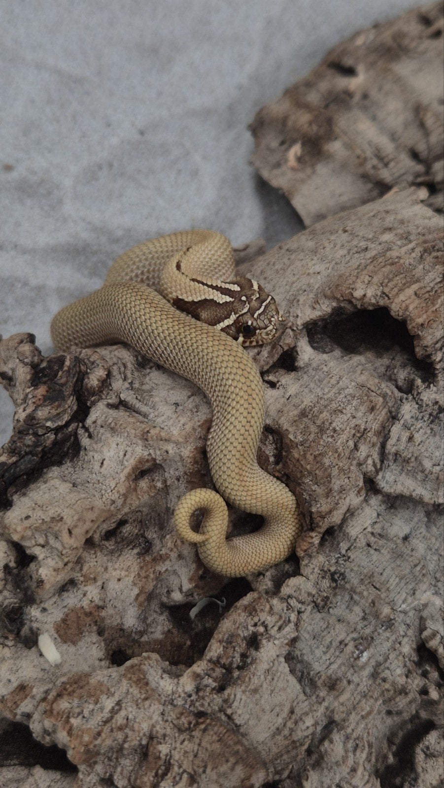 Haakneusslang het snow Hognose Snake photo 3