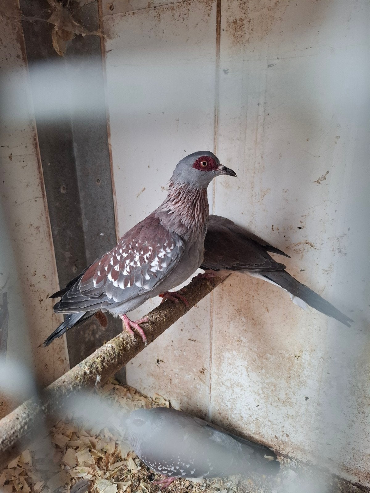 New guinea duiven, Dieren en Toebehoren