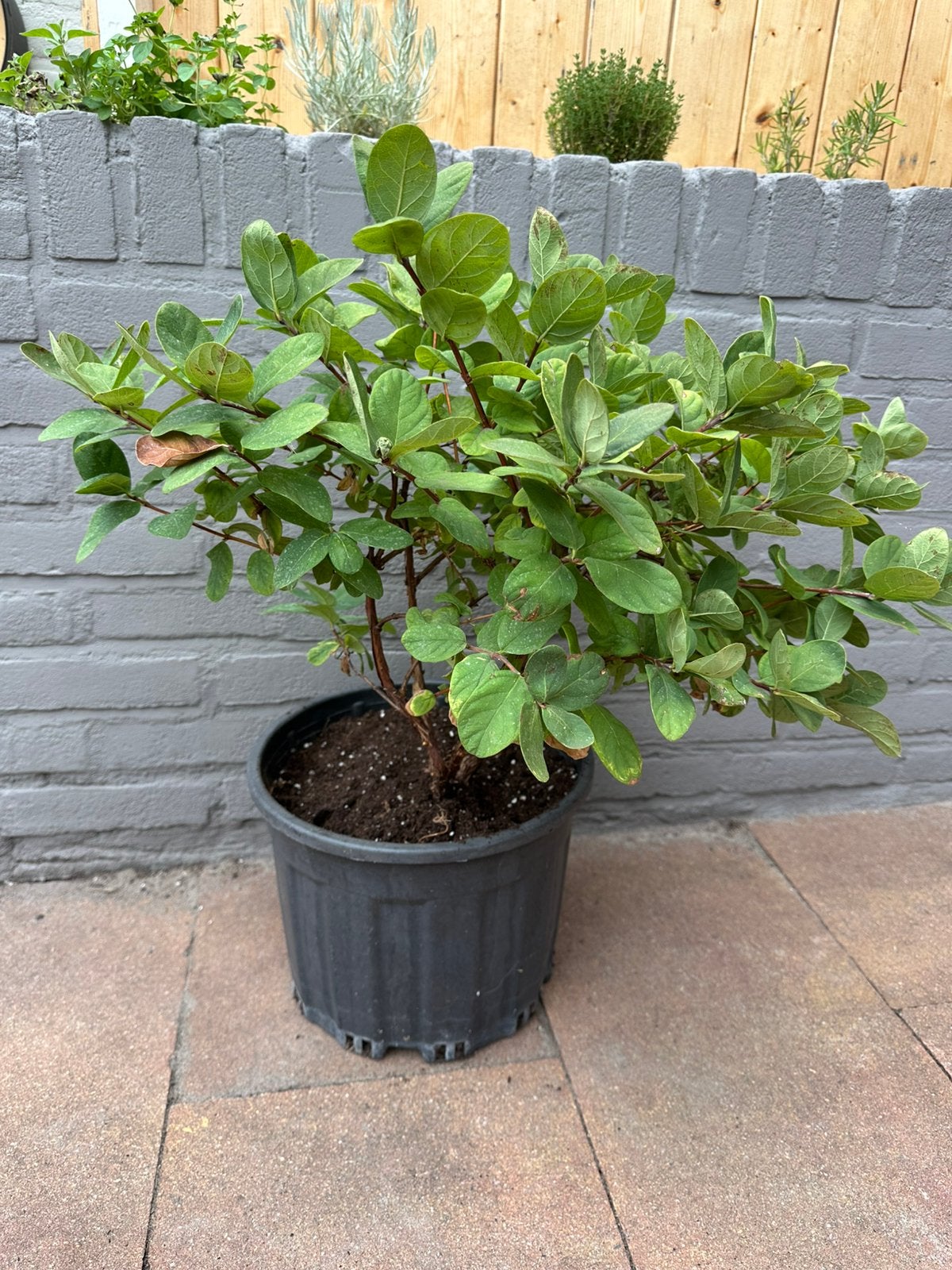 Honingbes plant | moestuin | struik | fruitplant, Tuin en Terras, Planten | Tuinplanten, Ophalen, Overige soorten, Volle zon