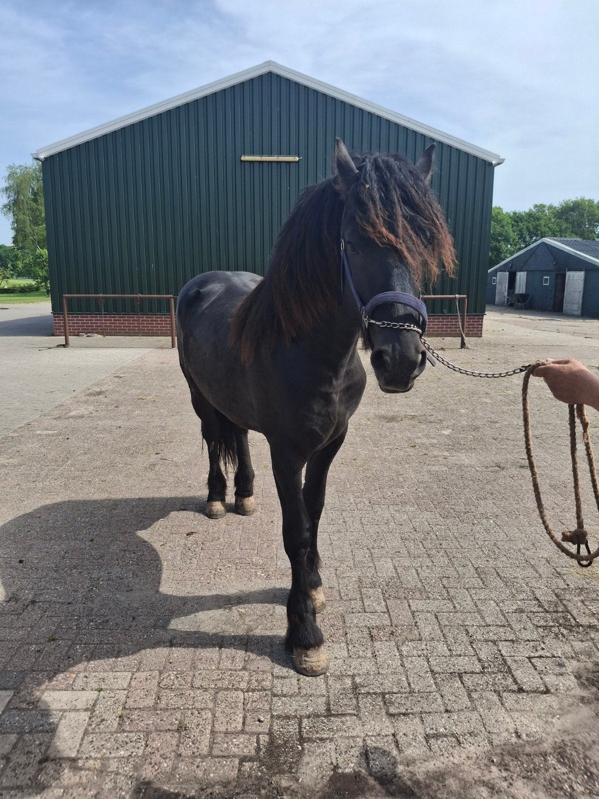 Pensionstalling gezocht, Weidegang, 1 paard of pony